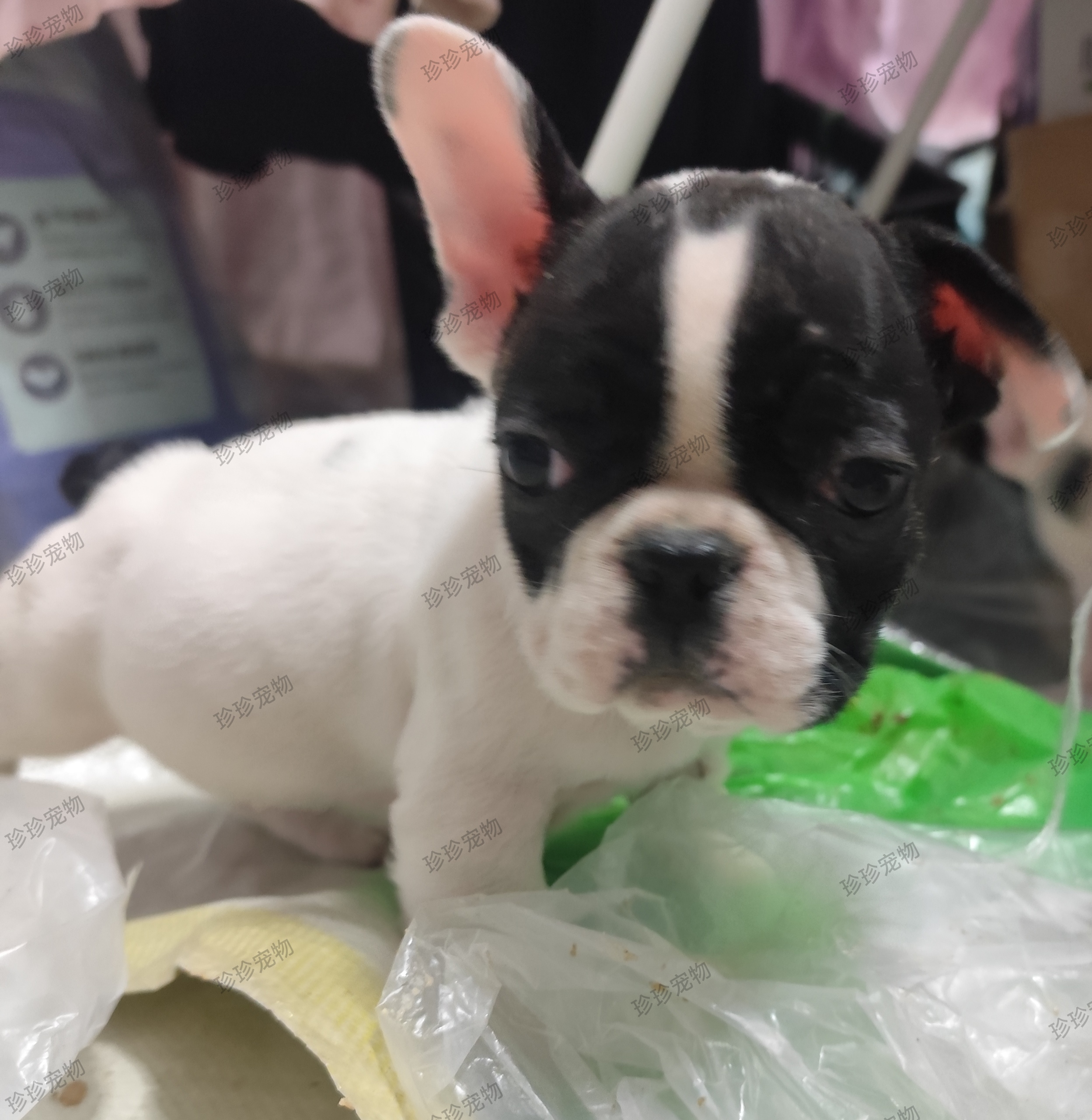 法国斗牛犬幼犬法斗幼犬法牛自带天眼公